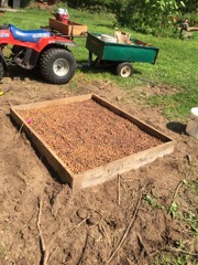 Seed Bed filled with acorns